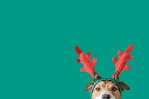 dog wearing reindeer antlers