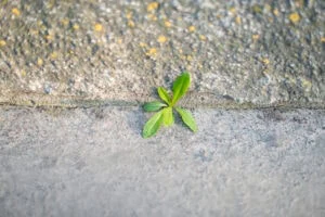 Grass broke through the crack in the pavement. Power of nature