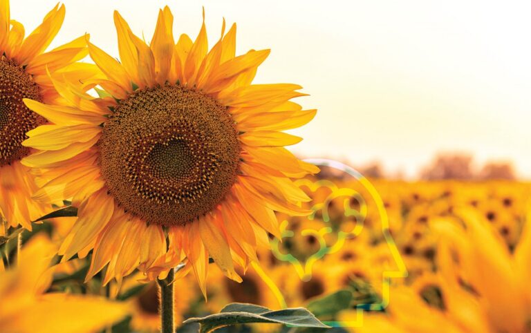 Beautiful image of a large sunflower in front of a background of sunflowers, and a drawing of a silhouetted face